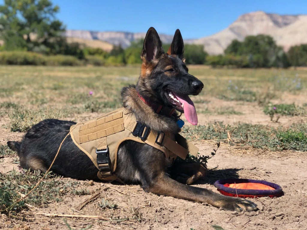 Military Large Dog Harness Collar Leash Bags Patches Set Pet Malinois Training Vests Tactical Dogs Harnesses Accessories