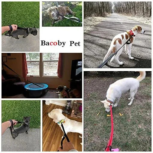 Puppy Training