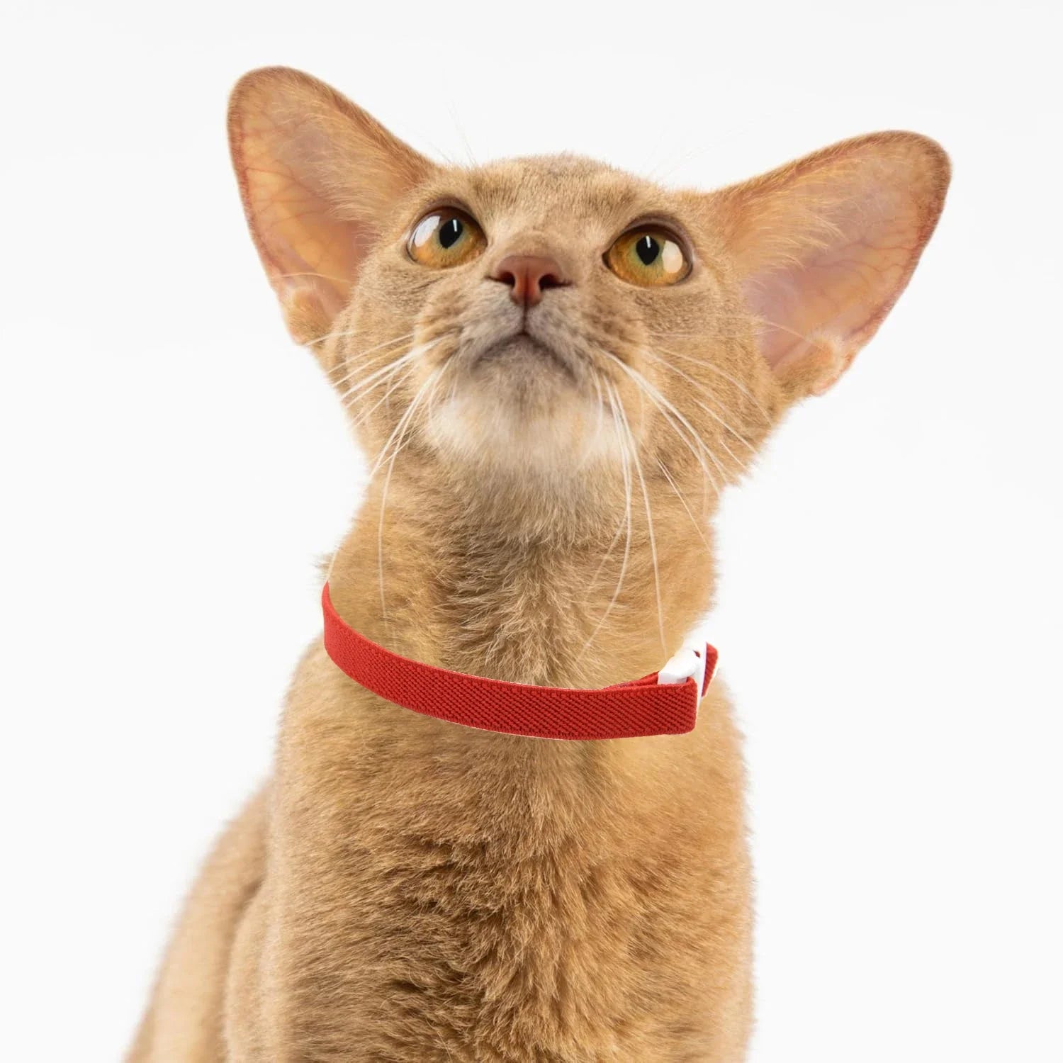 Light Weight Fashion Safety Cat Collar Stretch Elastic Small Dog Collars - Neck for All Small Large Cat Puppy Pet Accessories