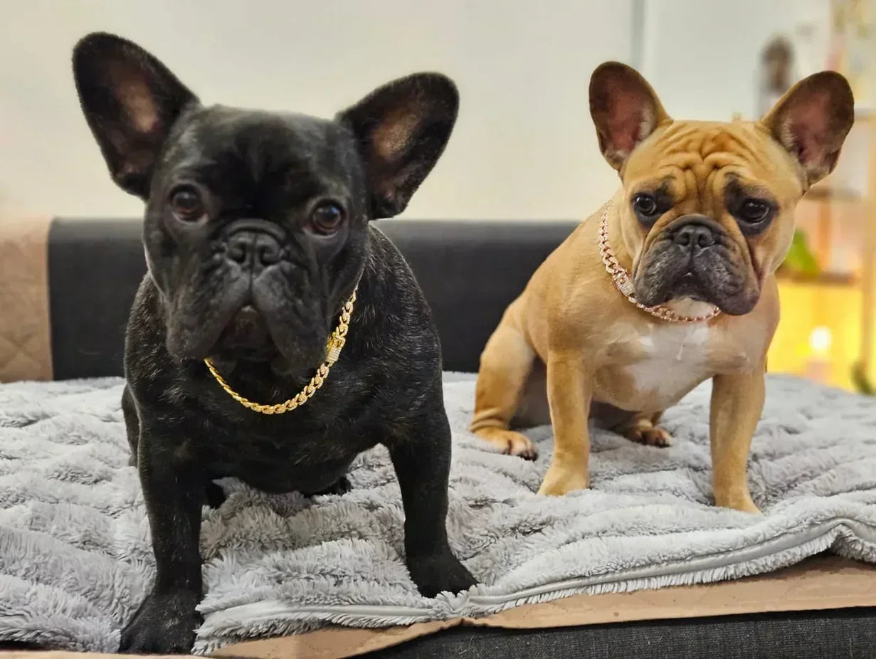 Dog chain, diamond Cuban collar, walking metal chain collar with safety design buckle, pet cat Cuban collar, jewelry accessories