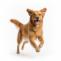 Adult Dog Training