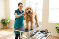 Pet Grooming